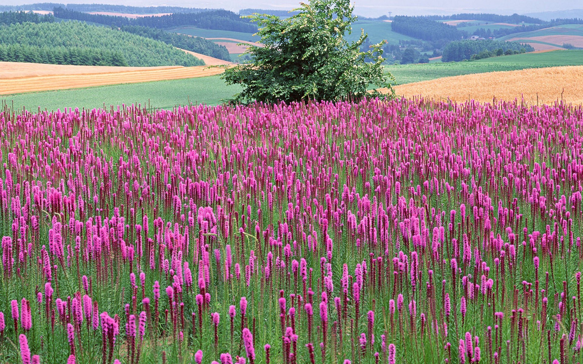 Purple flowers in a field