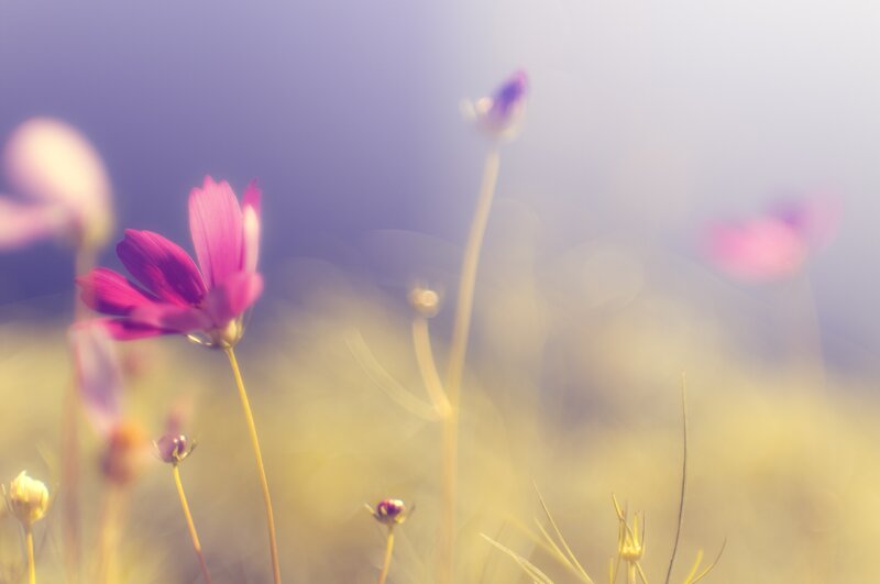 Purple flowers in a field