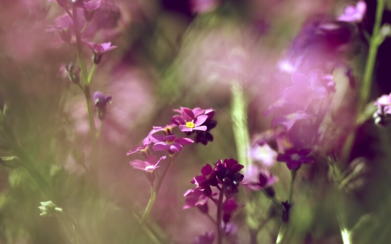 purple flowers in a field