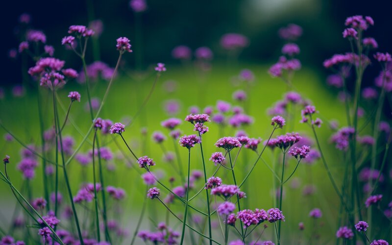 purple flowers in a field