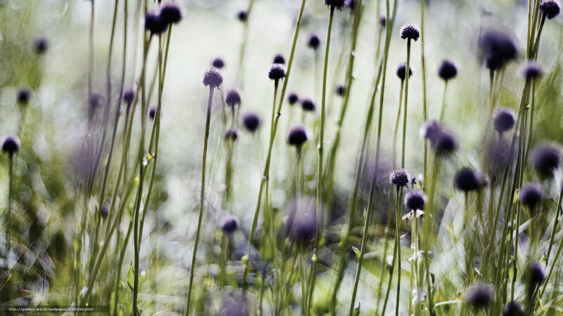 Purple flowers in a field