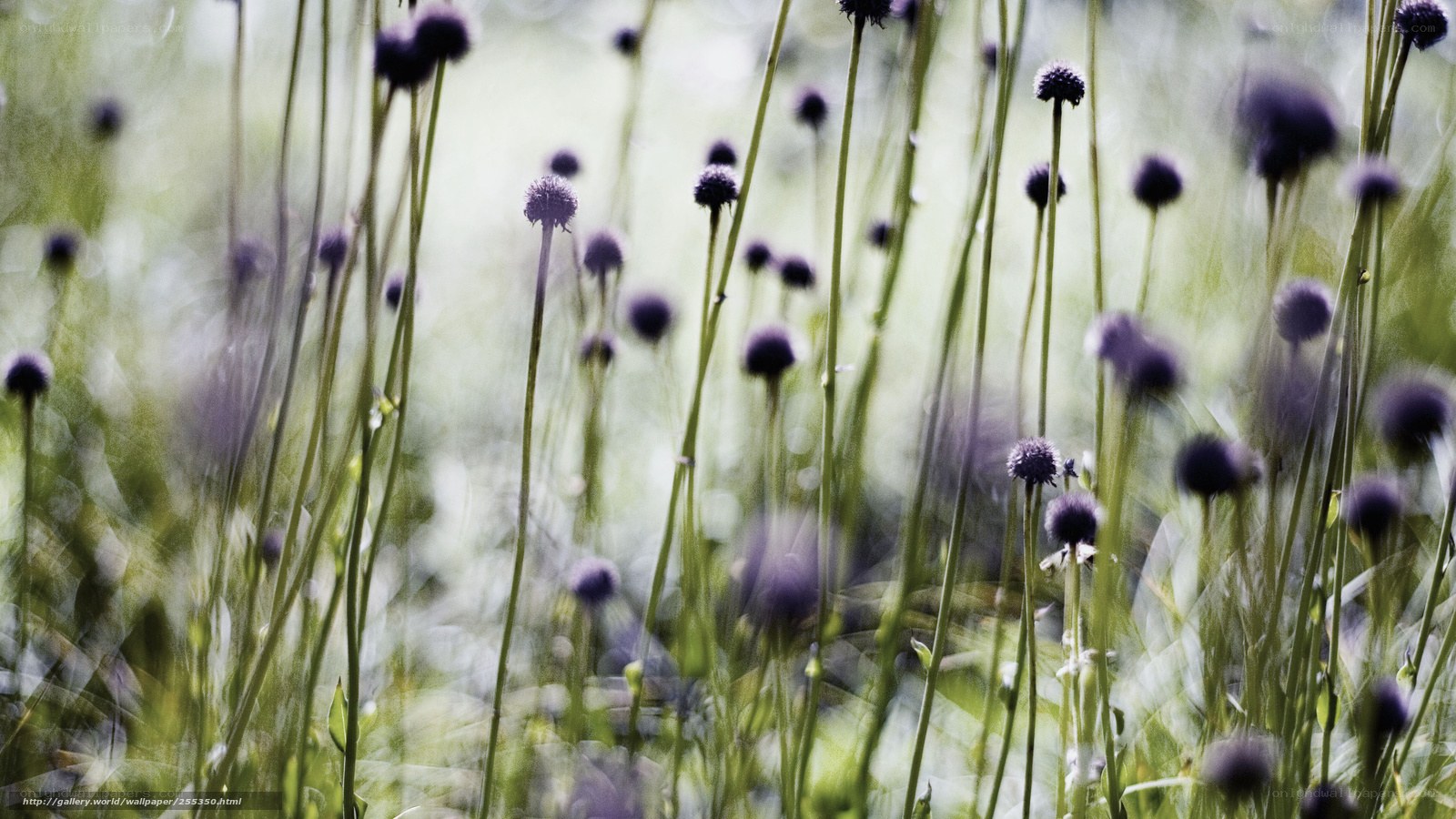 Purple flowers in a field