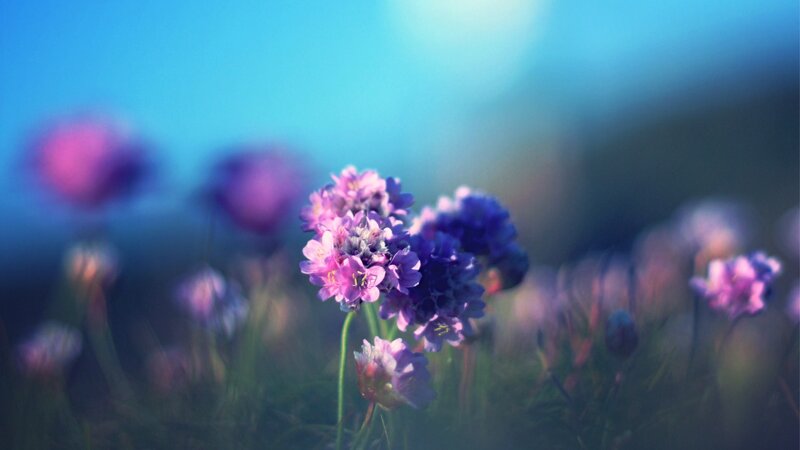 purple flowers in a field
