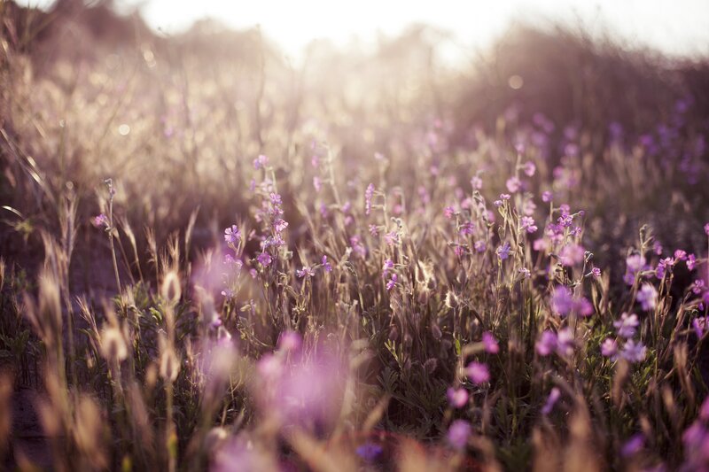 purple flowers in a field