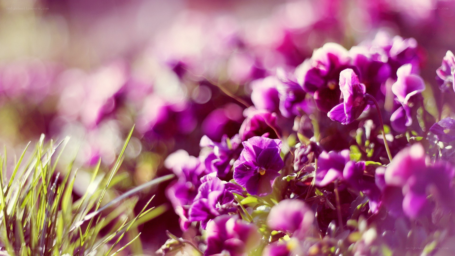 Purple flowers in a field