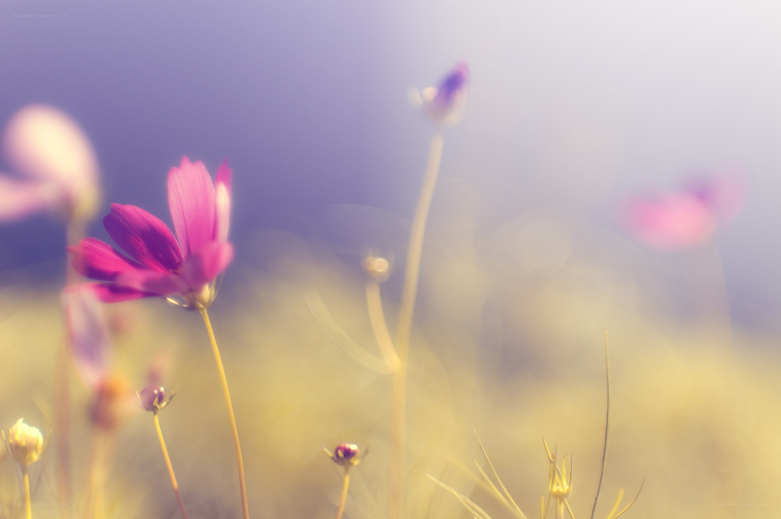 Purple flowers in a field