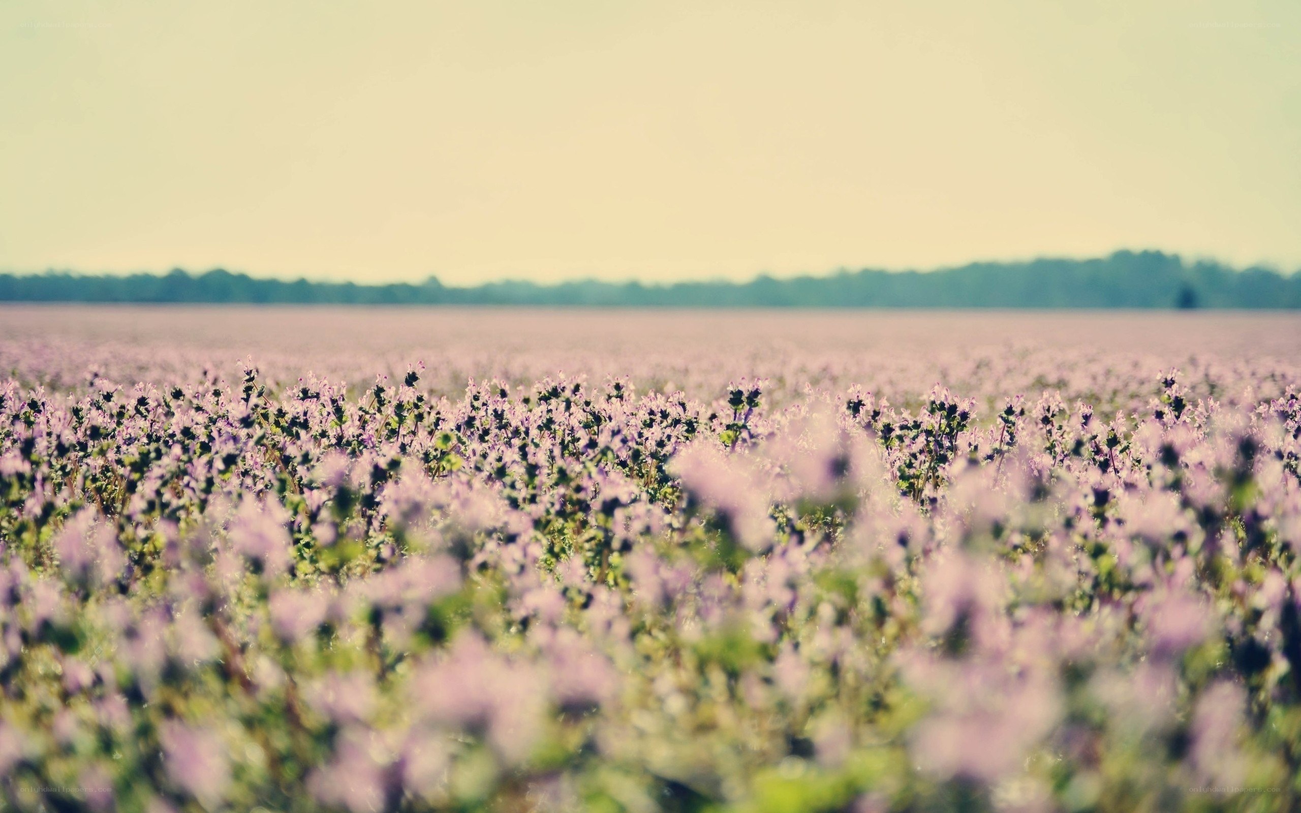 purple flowers in a field