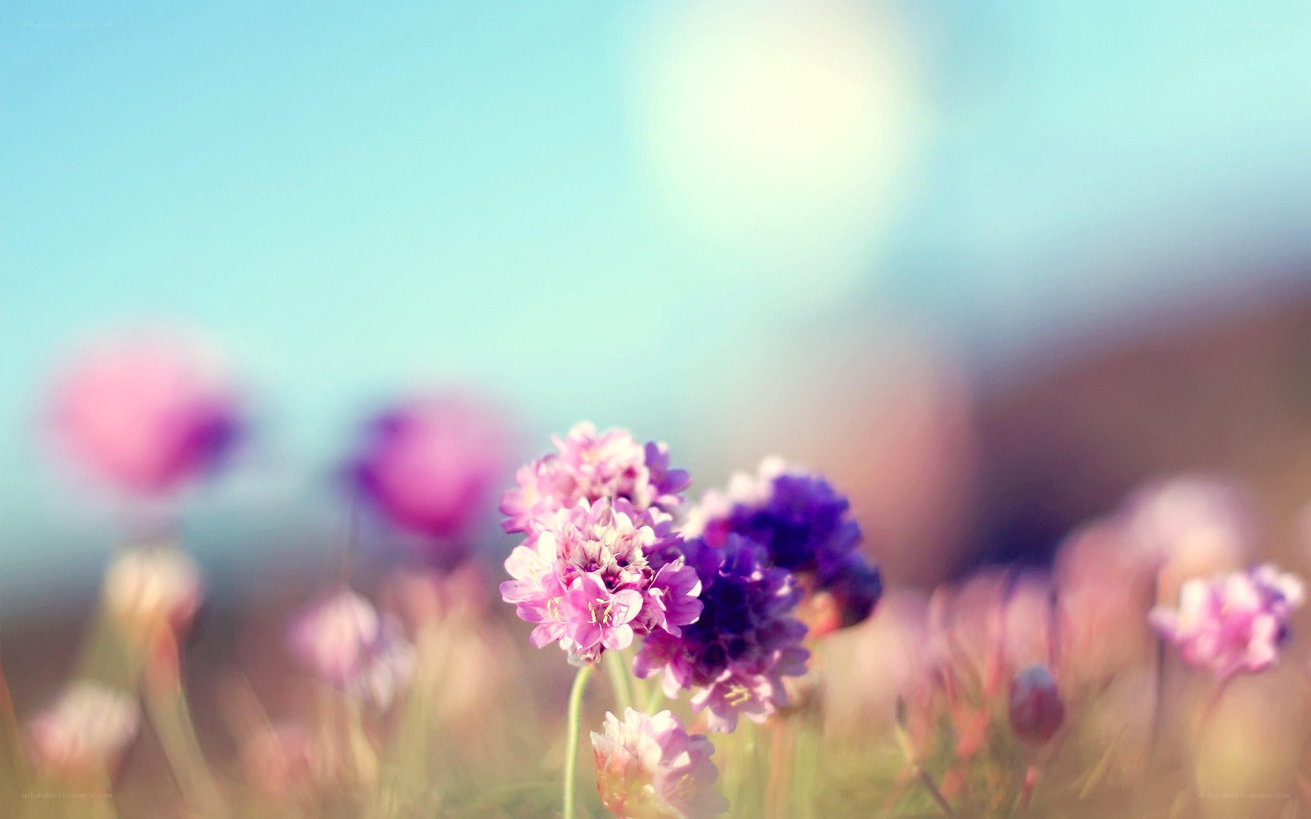 purple flowers in a field