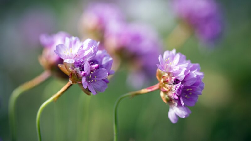 Purple flowers in a field