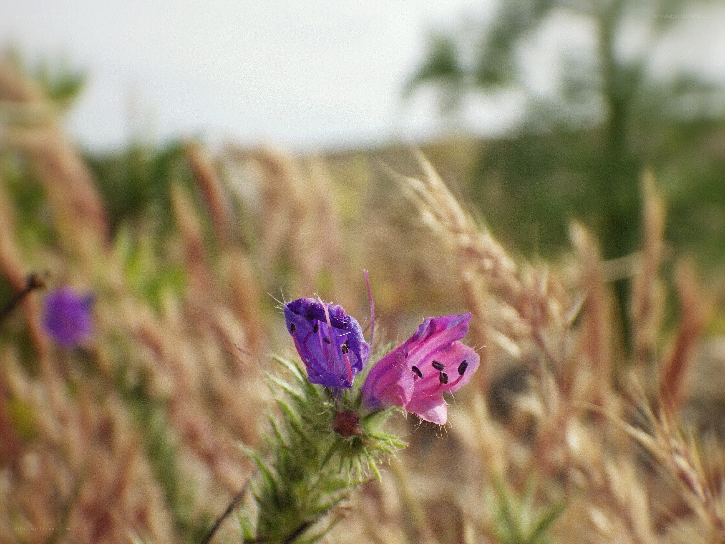 Purple flowers in a field