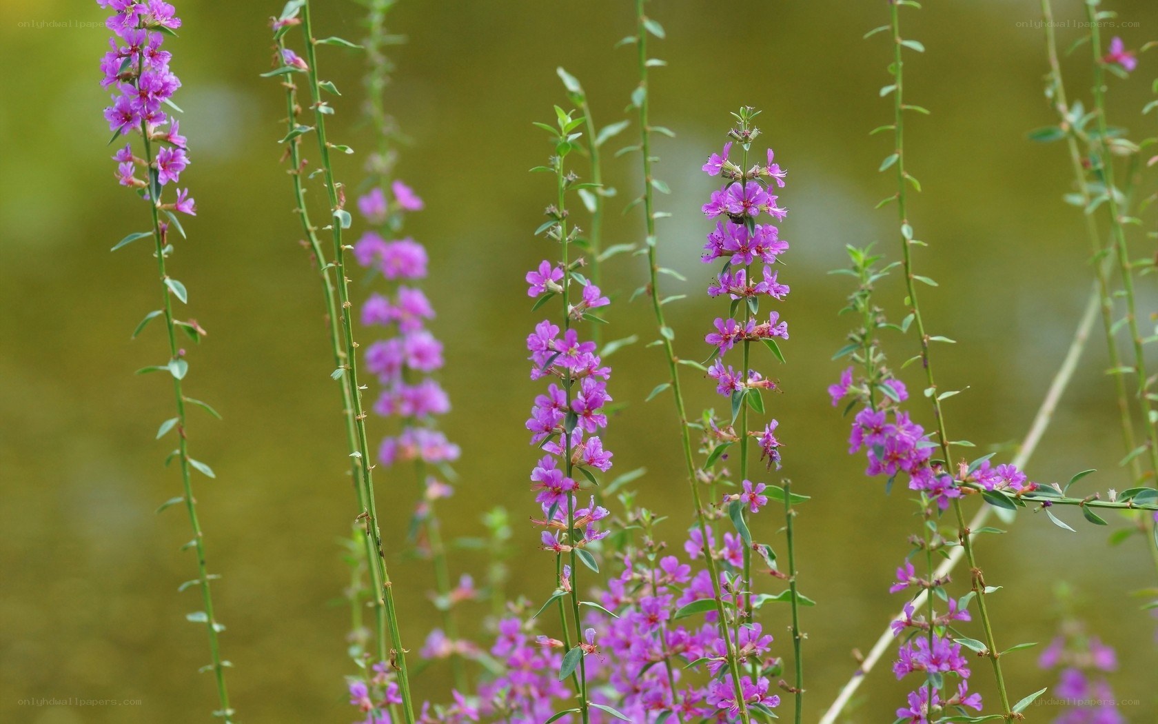 purple flowers in a field