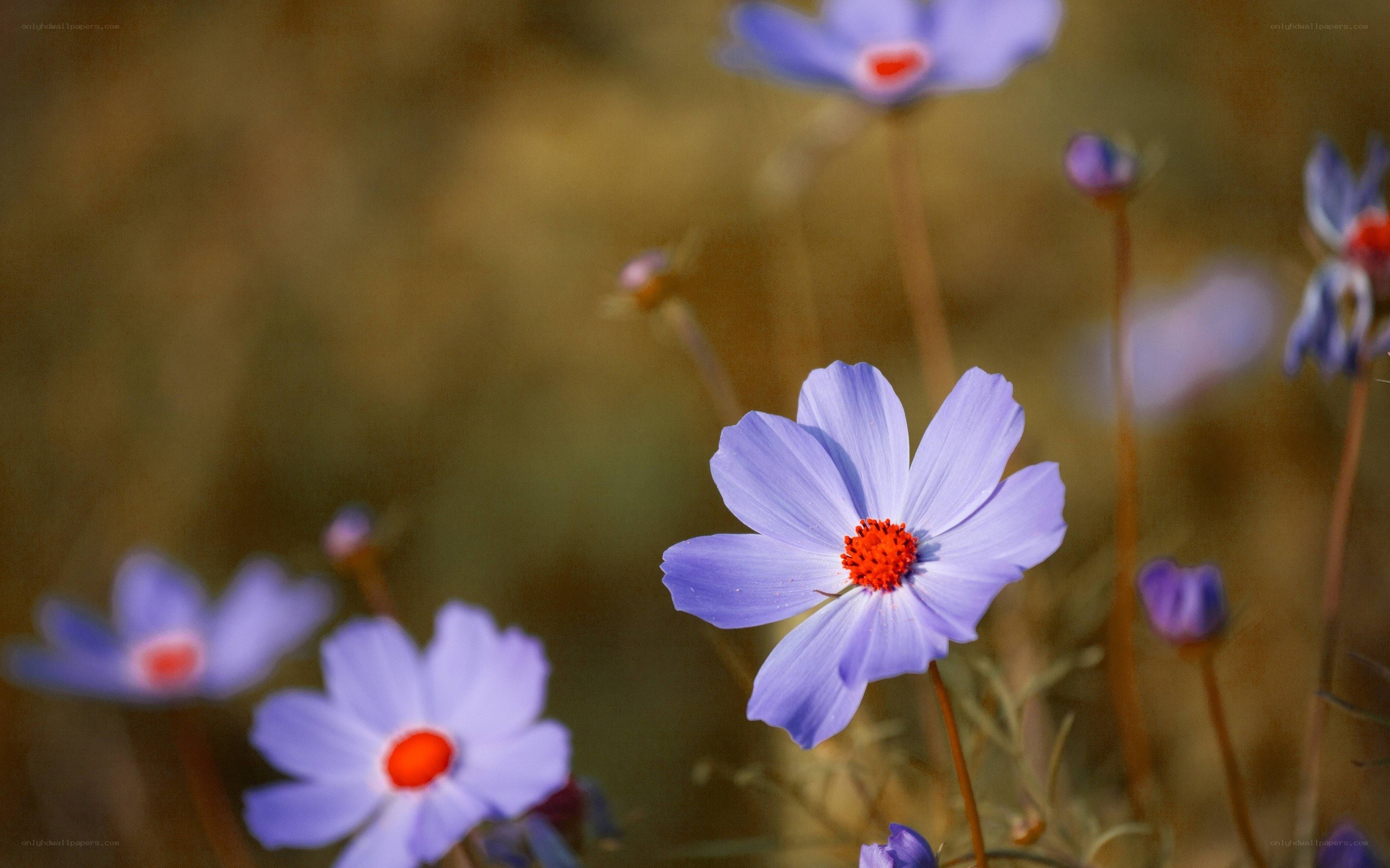 Purple flowers in a field