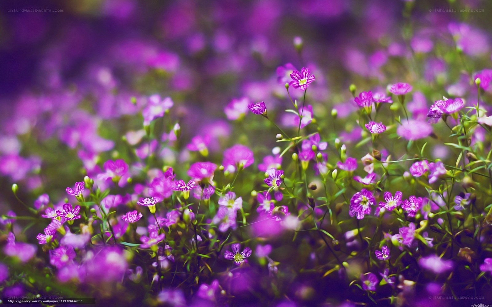 Purple flowers in a field