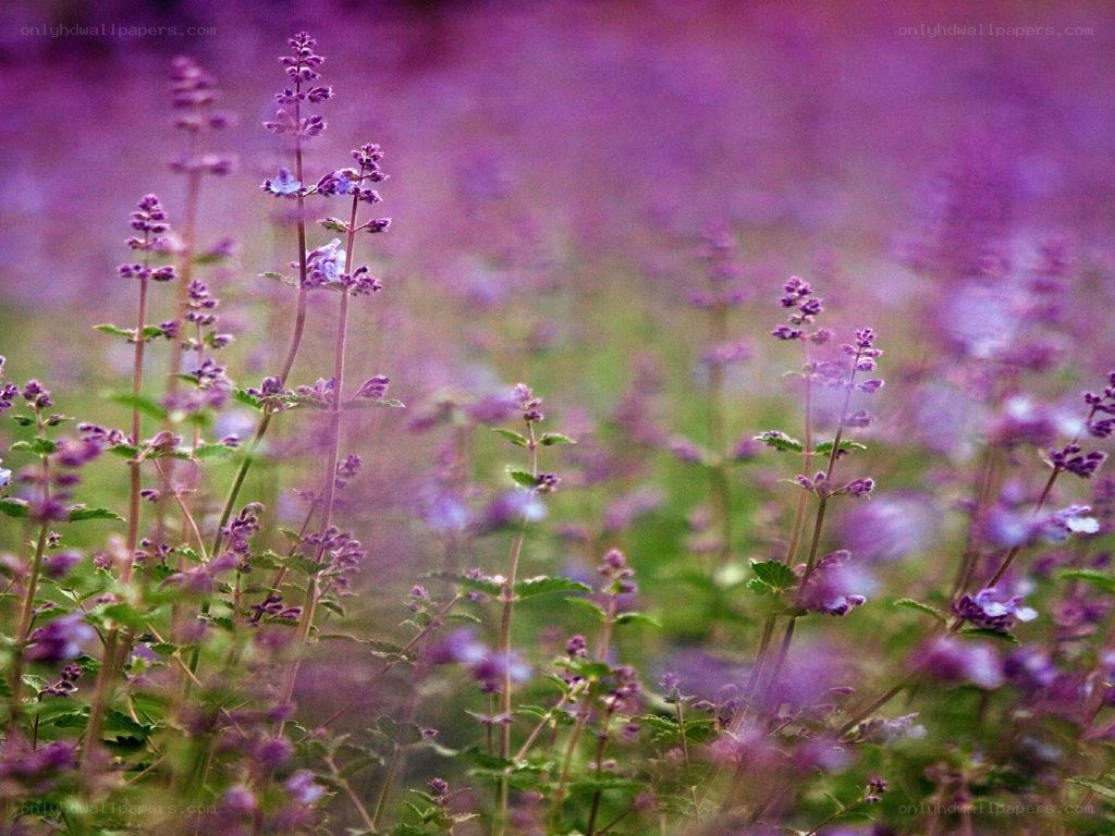 purple flowers in a field