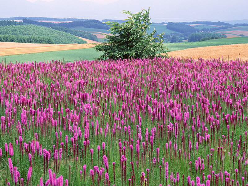 Purple flowers in a field