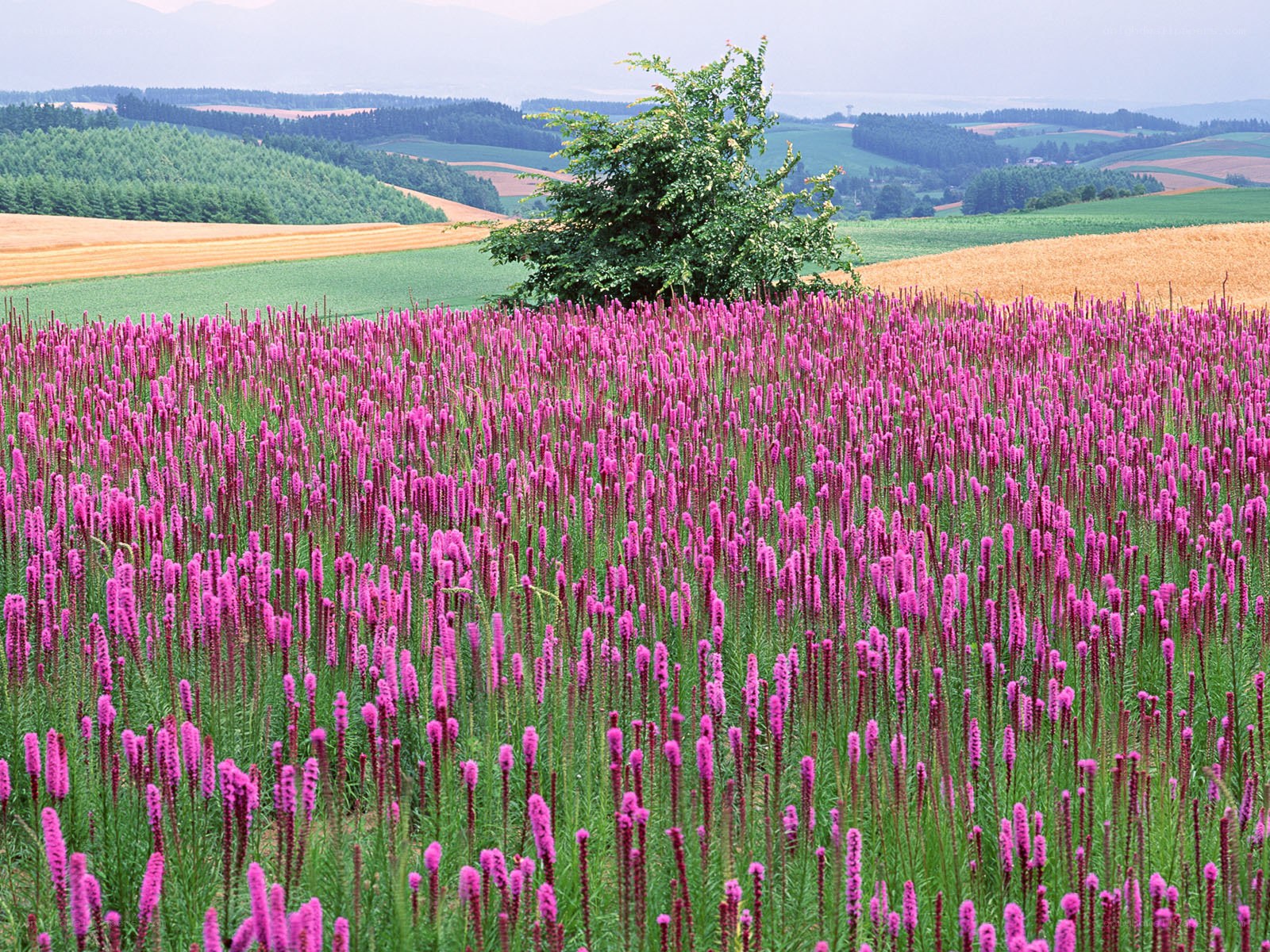 Purple flowers in a field