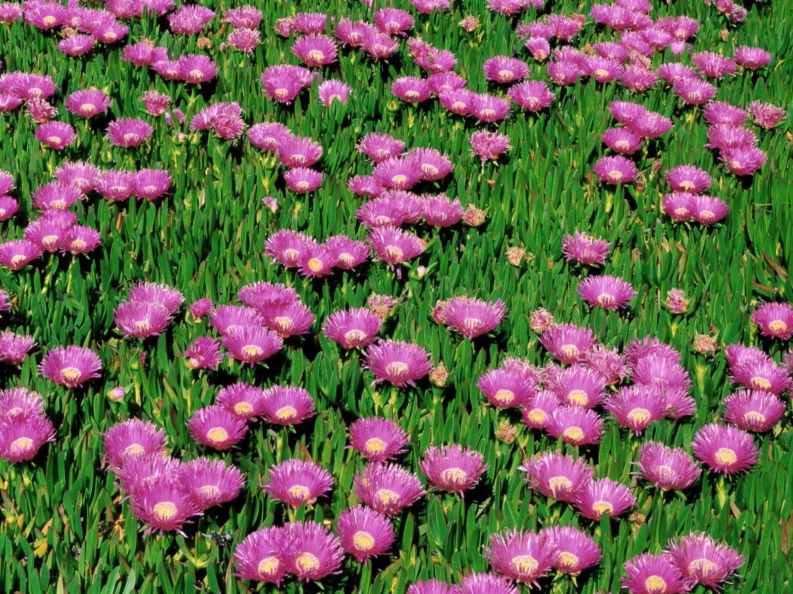 purple flowers in a field