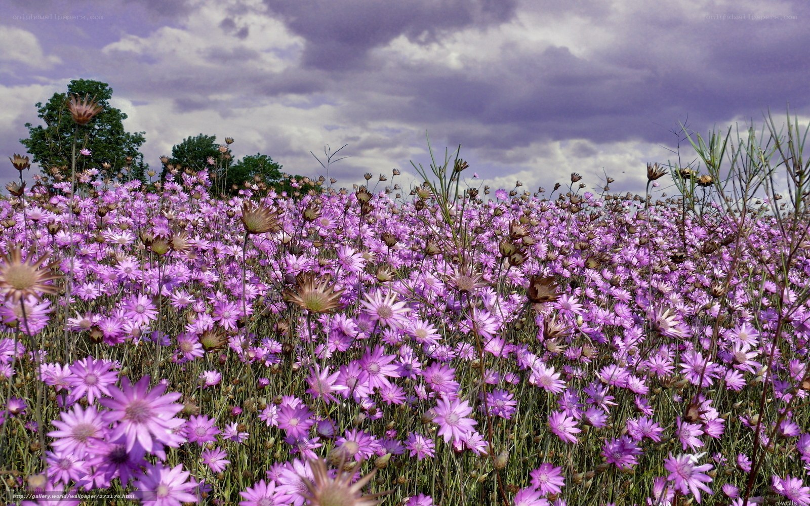 Purple flowers in a field