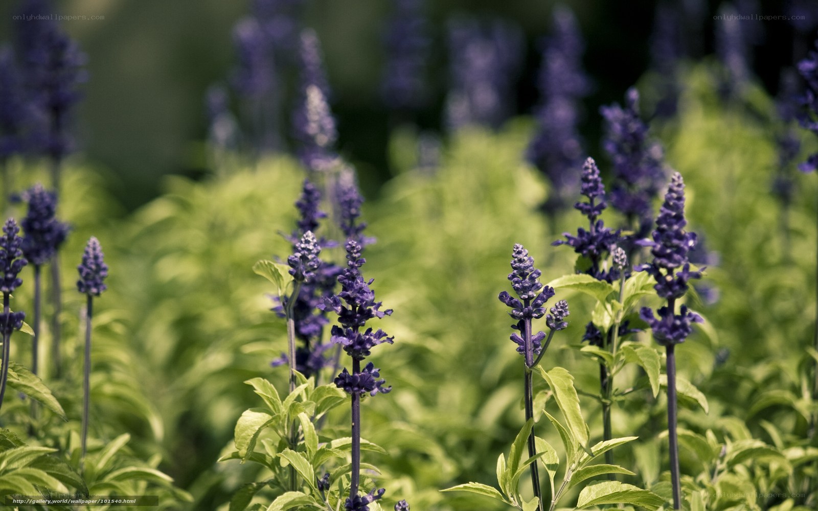 purple flowers in a field