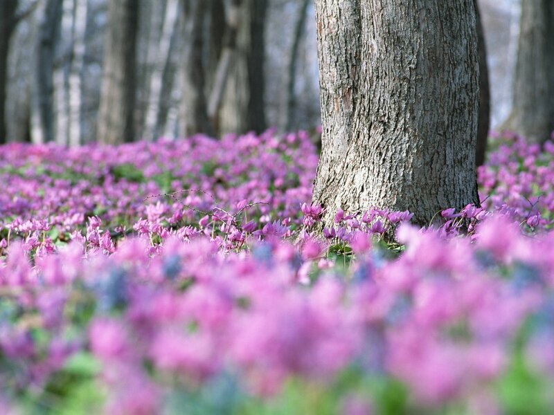 Purple flowers in a forest
