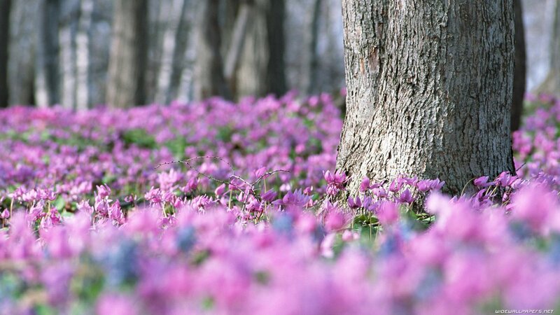 Purple flowers in a forest