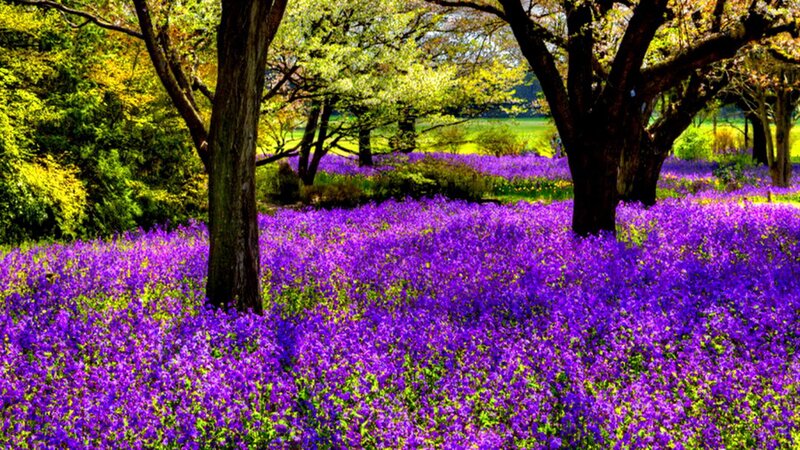 purple flowers in a forest