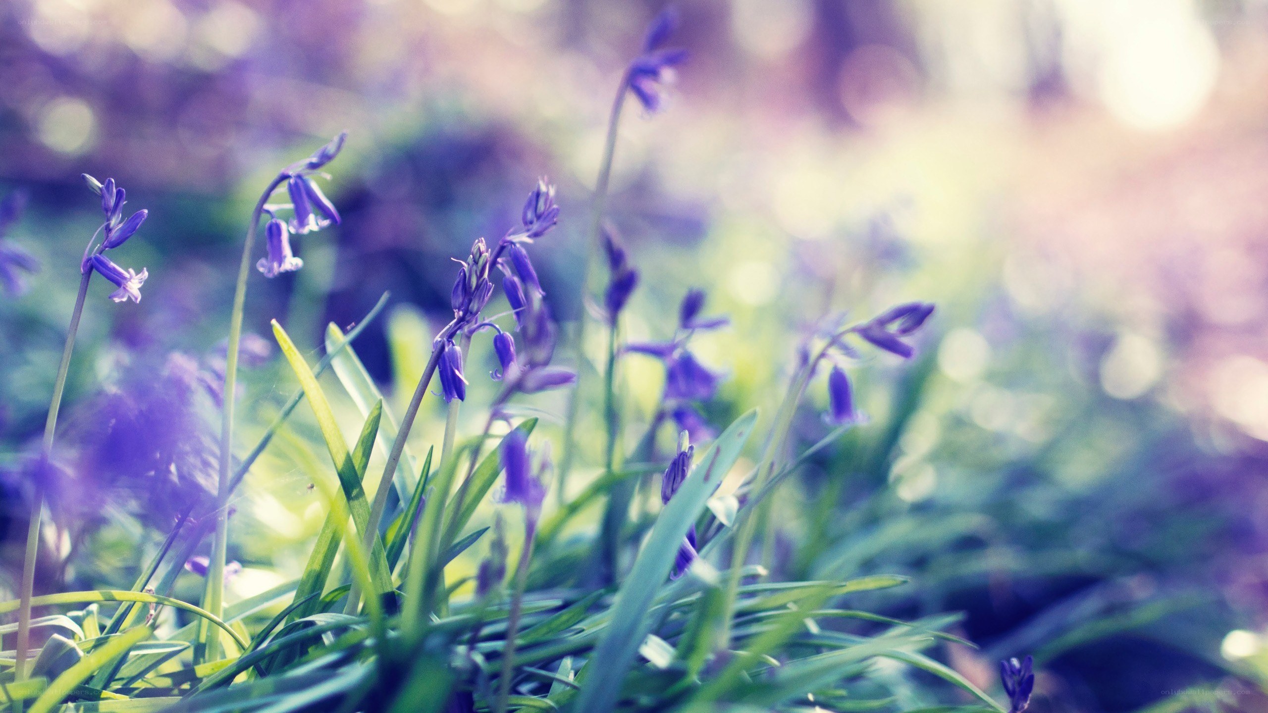 purple flowers in a forest