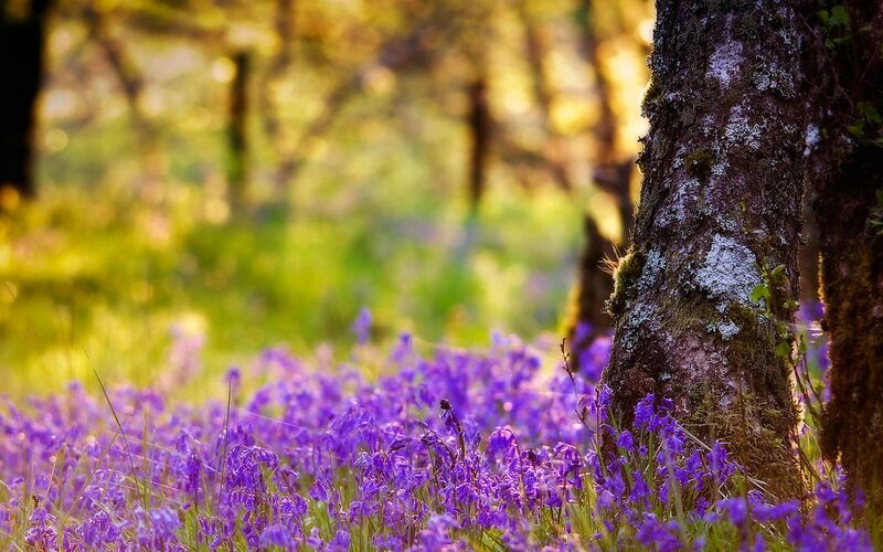 Purple flowers in a forest
