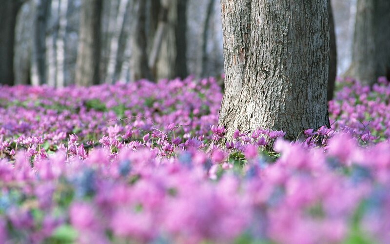 Purple flowers in a forest