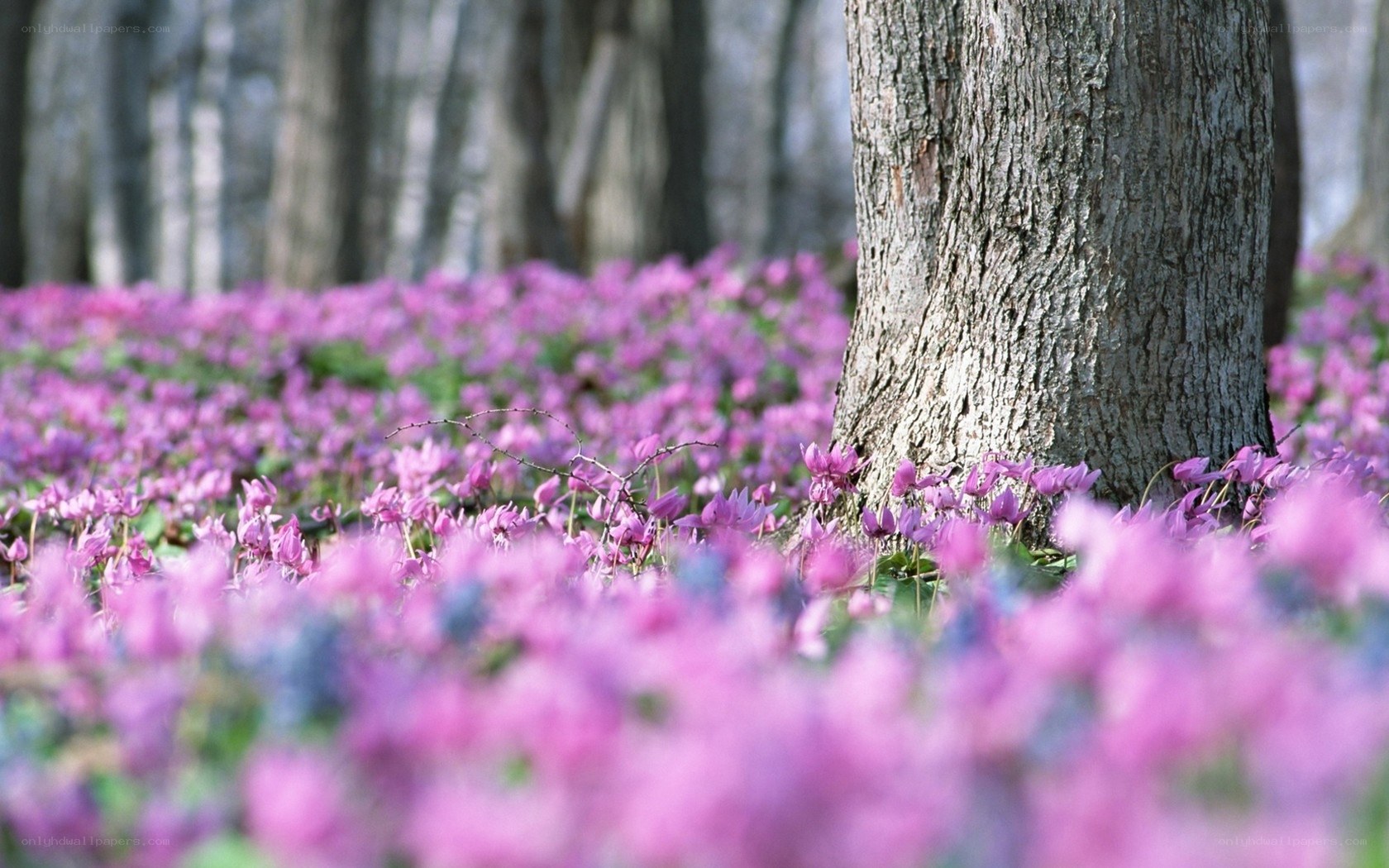 Purple flowers in a forest
