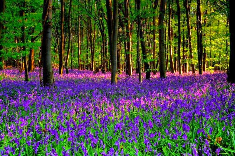 purple flowers in a forest