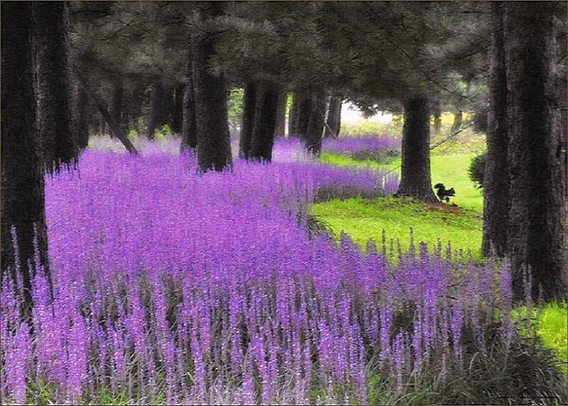 Purple flowers in a forest
