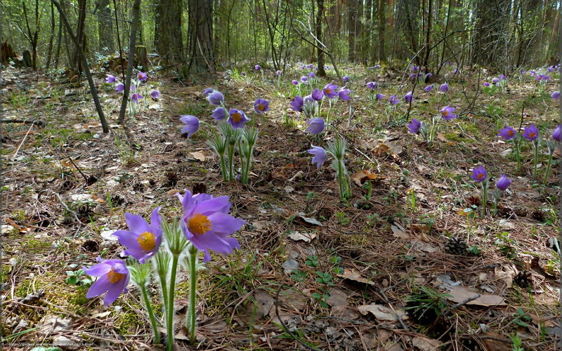 Purple flowers in a forest