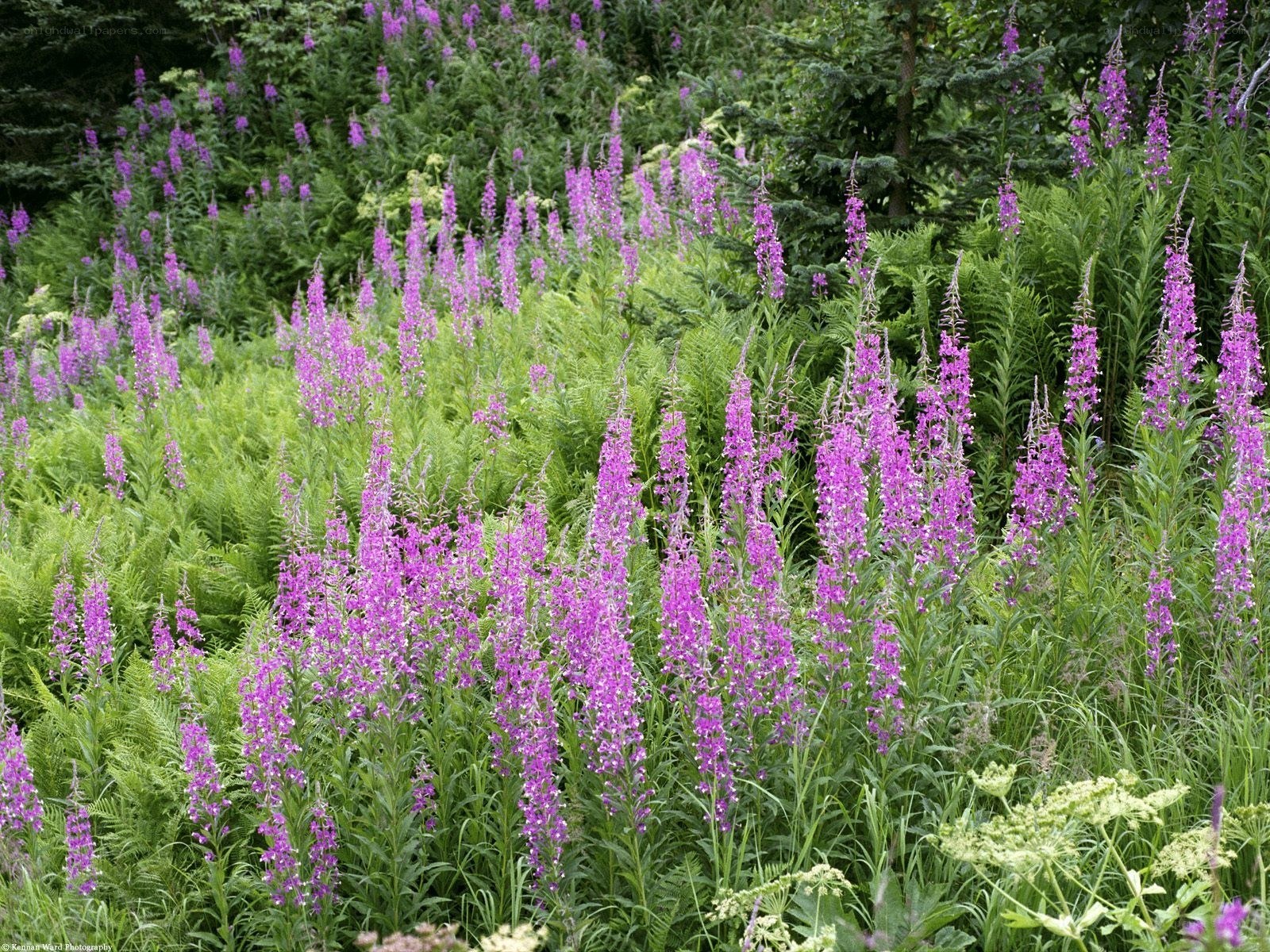 purple flowers in a forest