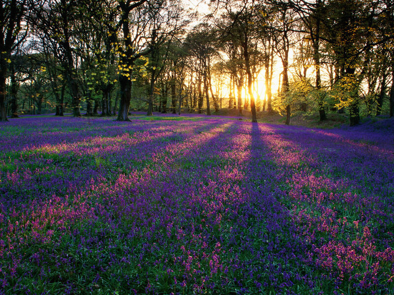 Purple flowers in a forest at sunset