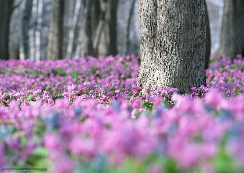 Purple flowers in a forest