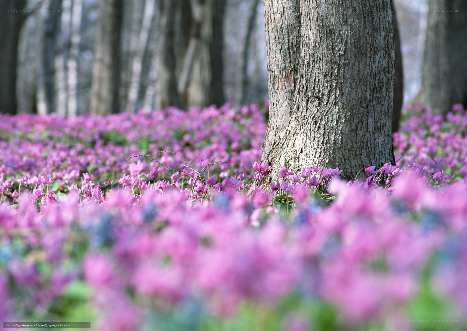 Purple flowers in a forest
