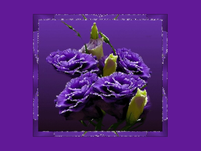Purple Flowers in a Frame