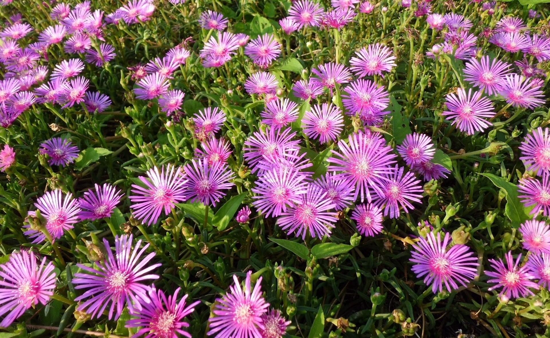 purple flowers in a garden