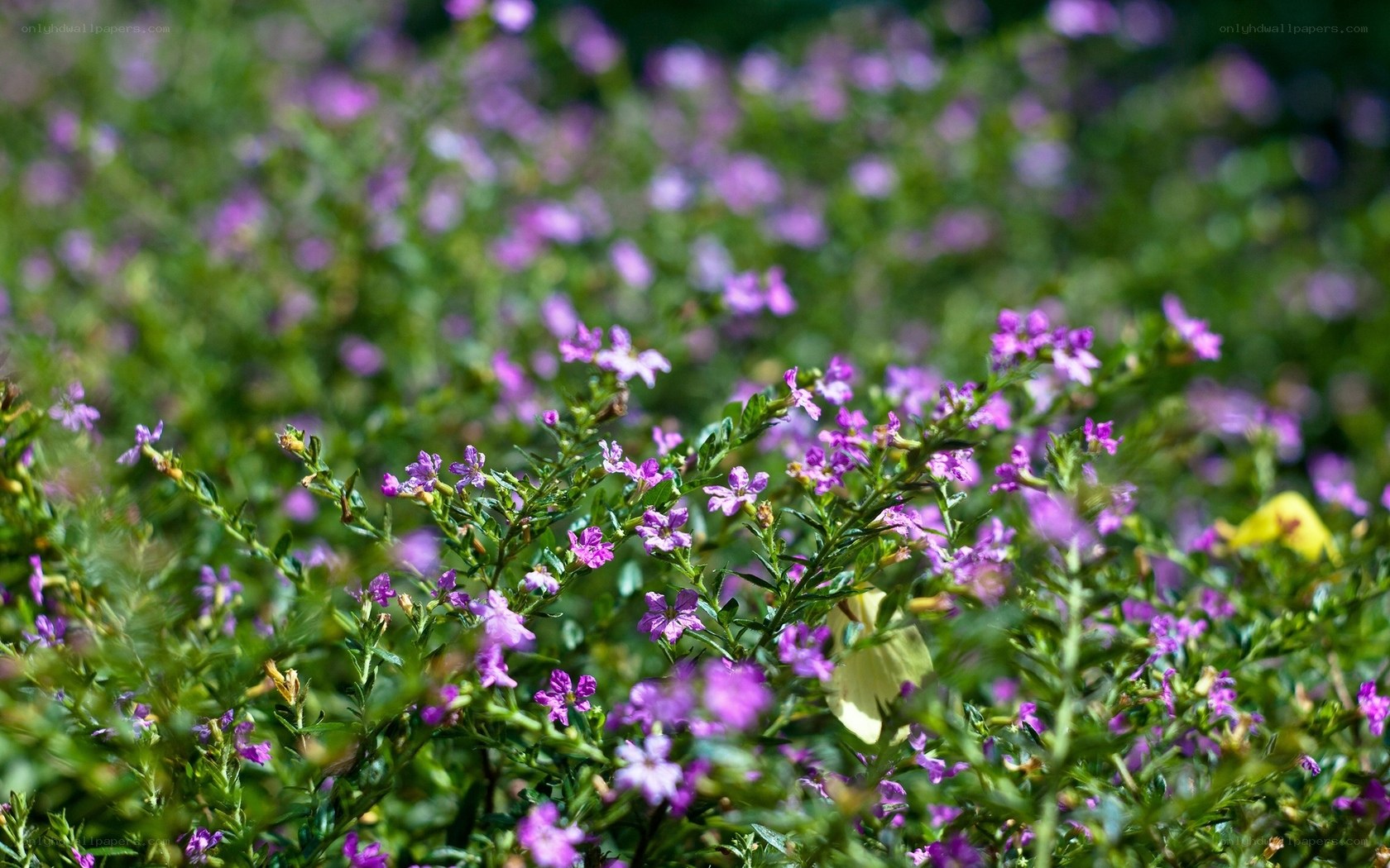 purple flowers in a garden