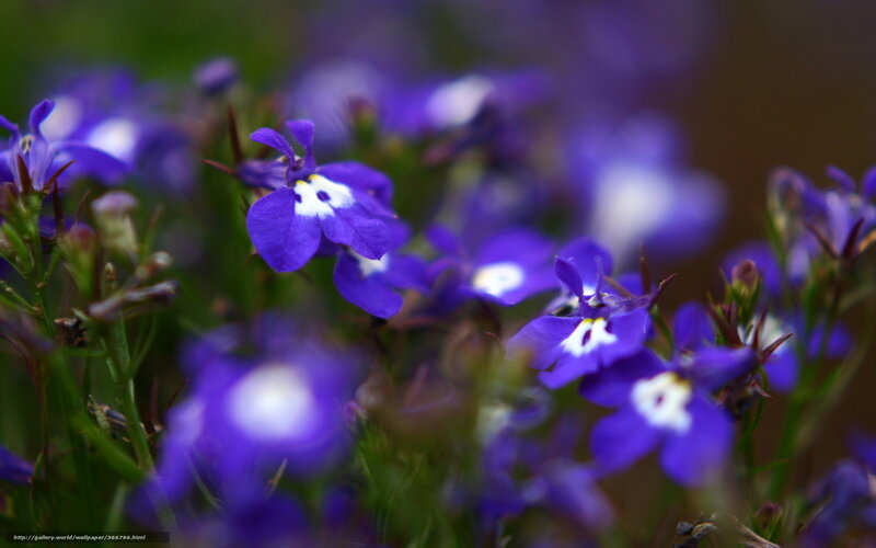 Purple flowers in a garden