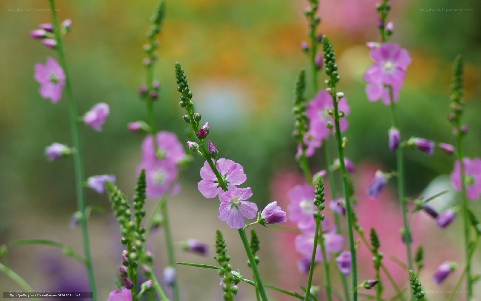 Purple flowers in a garden