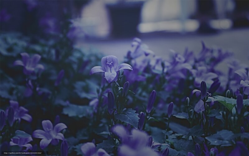 Purple flowers in a garden