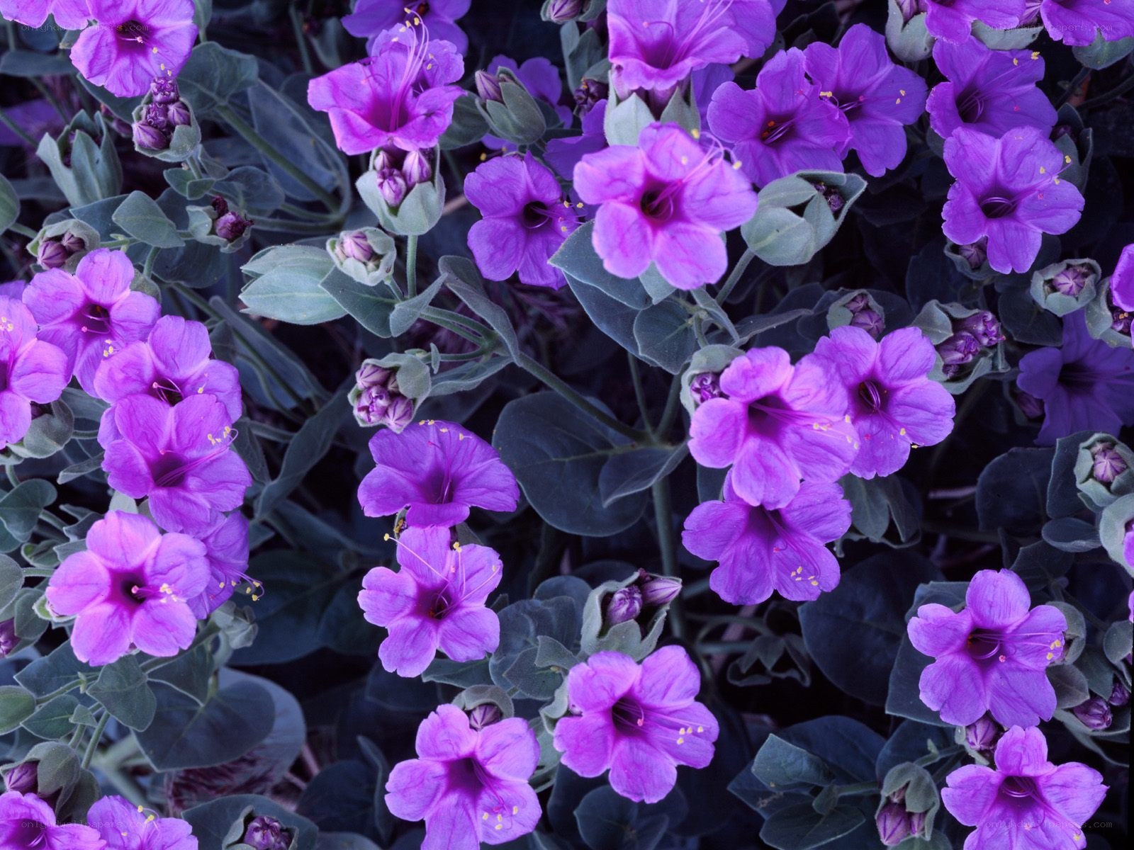 Purple flowers in a garden