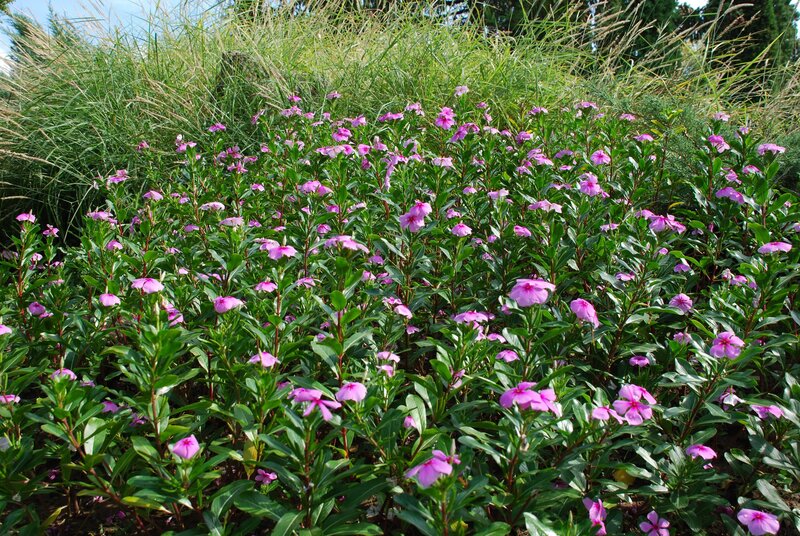 purple flowers in a garden
