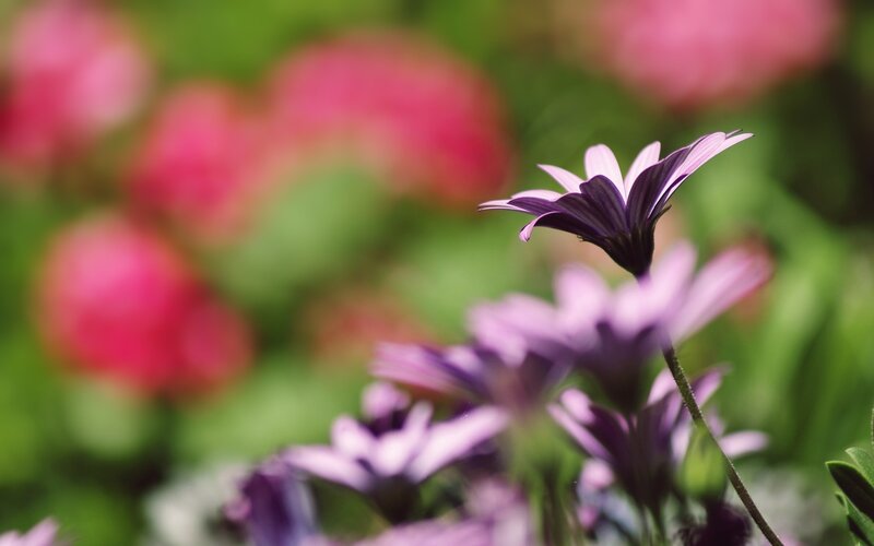 Purple flowers in a garden