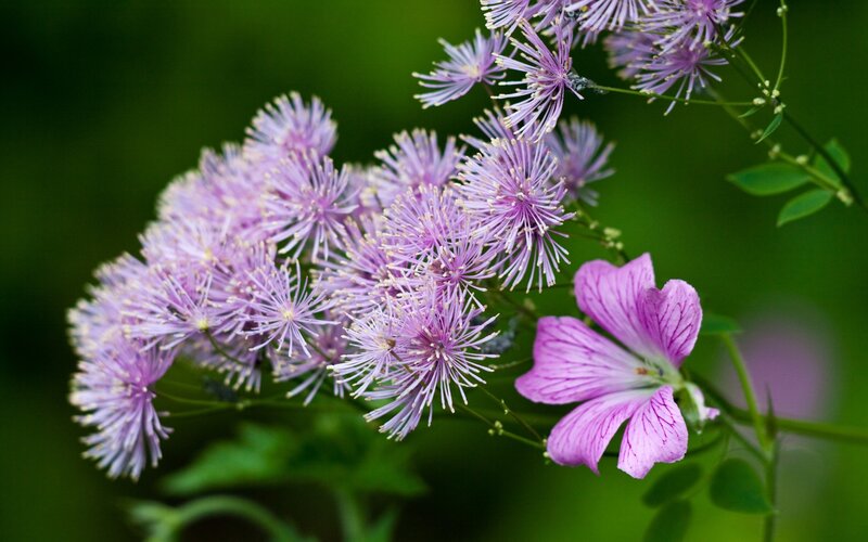 purple flowers in a garden