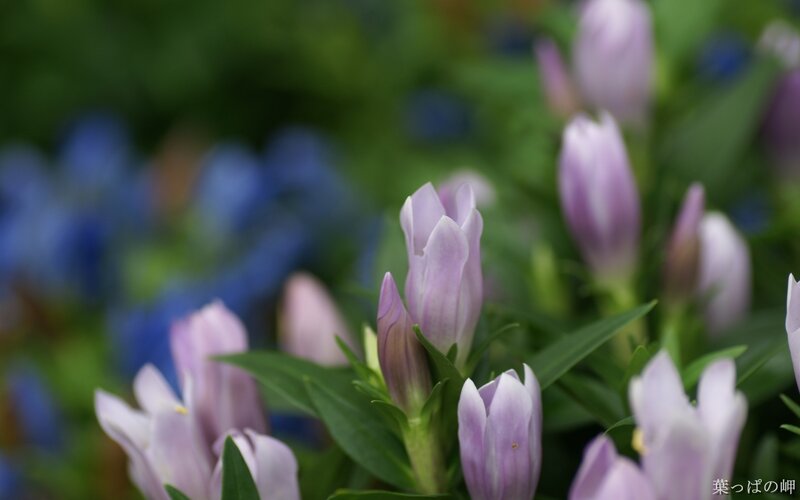 Purple flowers in a garden
