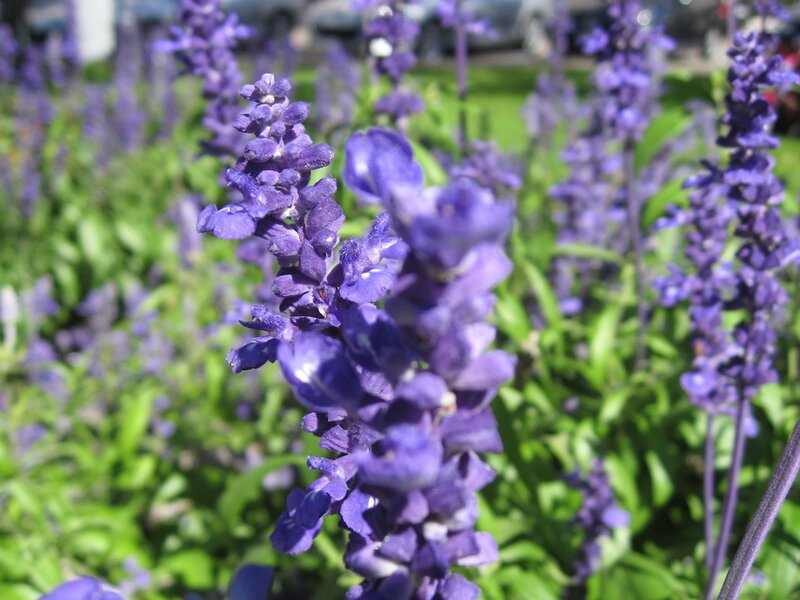 purple flowers in a garden