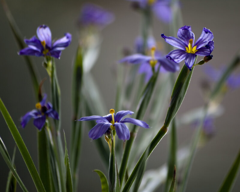 Purple flowers in a garden